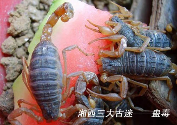 特色湘西民俗文化之湘西还有人放蛊吗